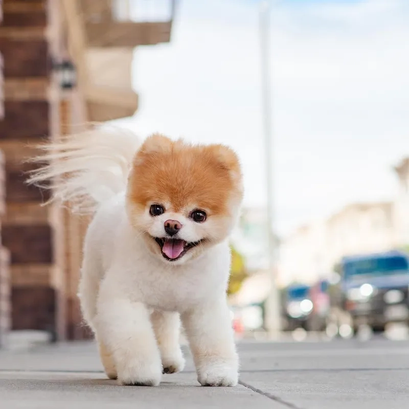Chọn avatar con chó cute để tăng sự dễ thương 