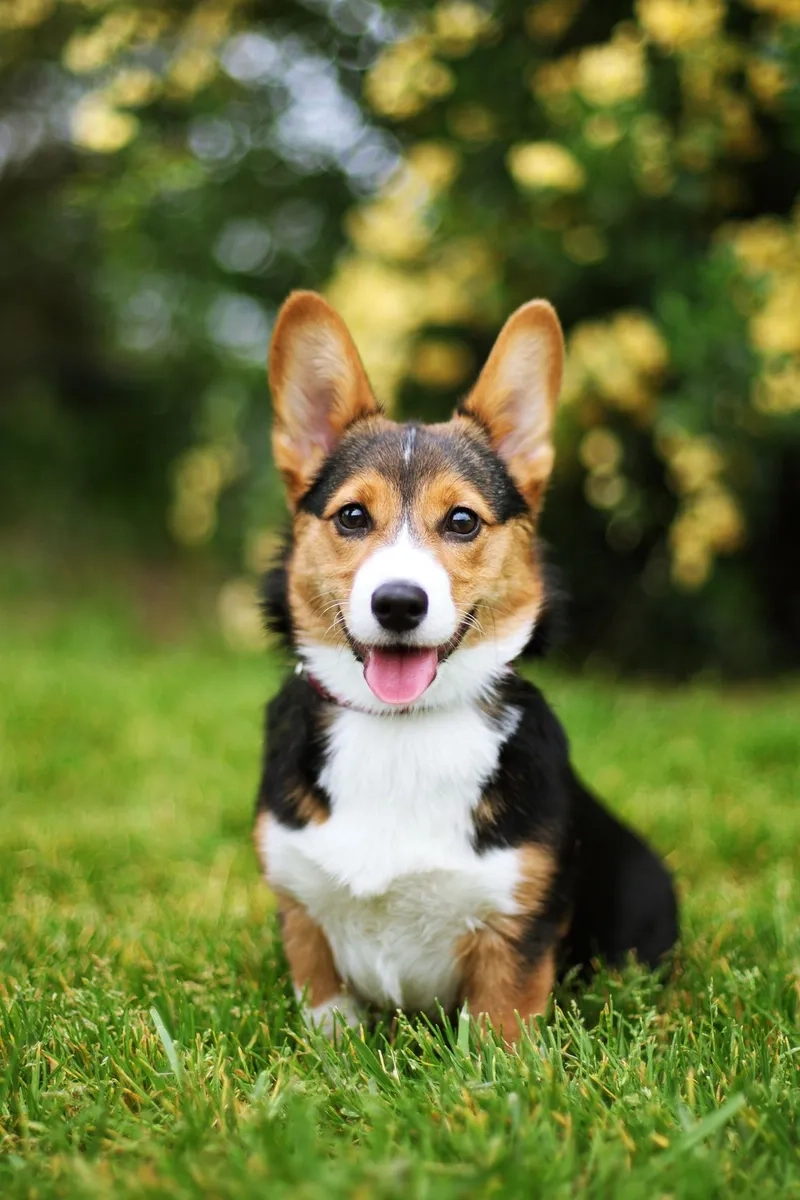 Avatar chó mèo cute giúp hồ sơ thêm ấn tượng 