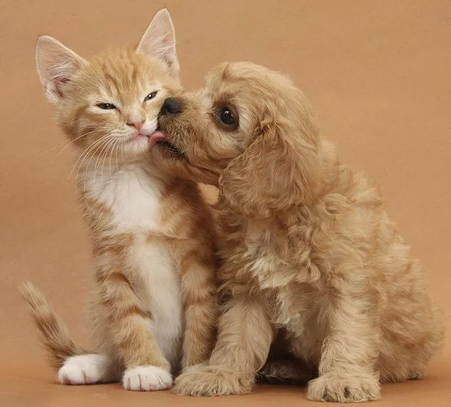 Thể hiện cá tính đáng yêu qua avatar cún cute 