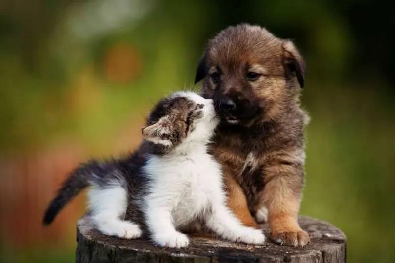 Hình nền chó corgi cute làm sáng không gian của bạn 