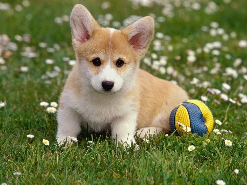 Làm nổi bật phong cách với ảnh avatar chó cute 