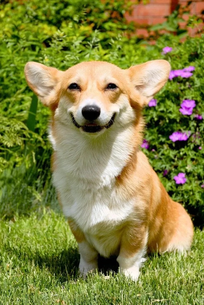 Tạo dấu ấn riêng với ảnh chó cute làm avatar 