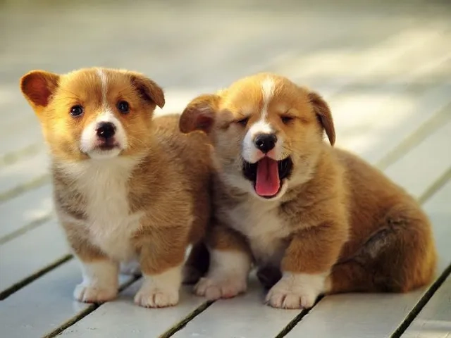 Trang trí thiết bị bằng hình nền con chó cute 