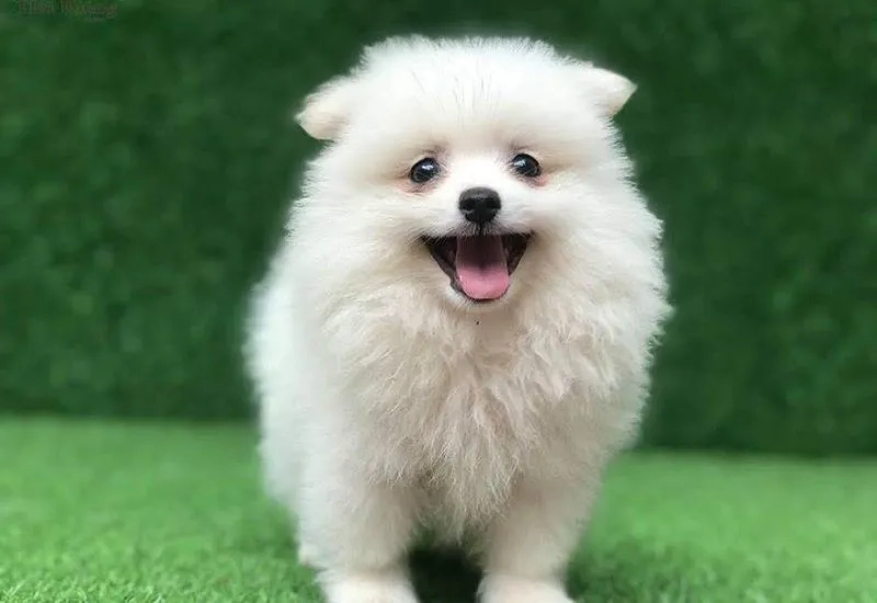 Tạo nụ cười mỗi ngày với avatar con chó hài 