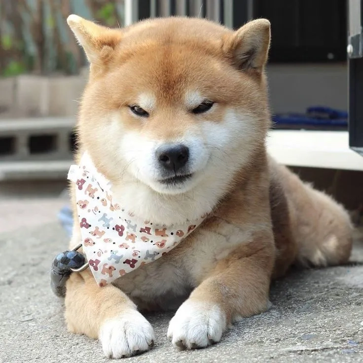 Thắp sáng màn hình với hình nền cute chó con dễ thương 