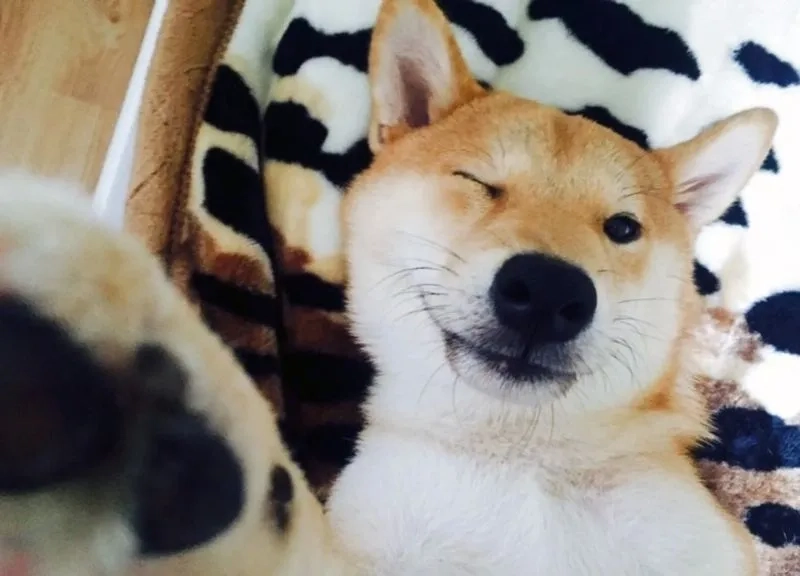 Trang trí điện thoại với hình nền con chó cute đáng yêu 