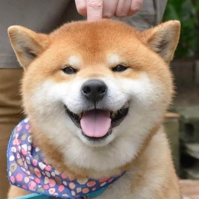 Chọn avatar chó shiba ngầu để nổi bật cá tính 