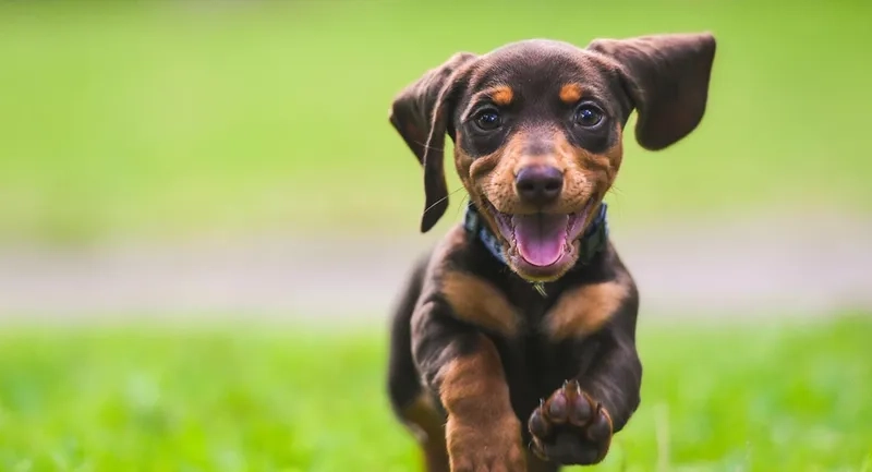 Đổi phong cách với avatar chó vô tri cute đáng yêu