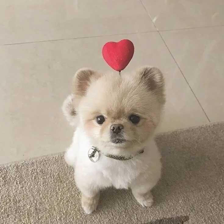 Trang trí màn hình với hình nền cún dễ thương 