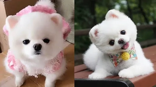 Avatar vô tri cute chó là lựa chọn hoàn hảo cho người yêu thích sự đáng yêu