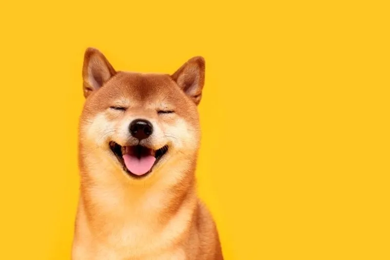 Hình nền con chó giúp thiết bị trở nên sinh động hơn 