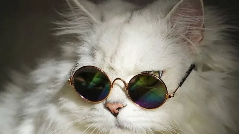 Với meme mèo buồn, bạn sẽ không thể không cảm thấy đồng cảm với chú mèo dễ thương này!