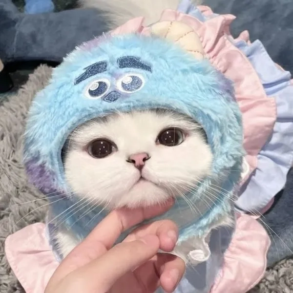 Hình avatar mèo con dễ thương mang lại sự ngọt ngào và dễ thương của mèo con.