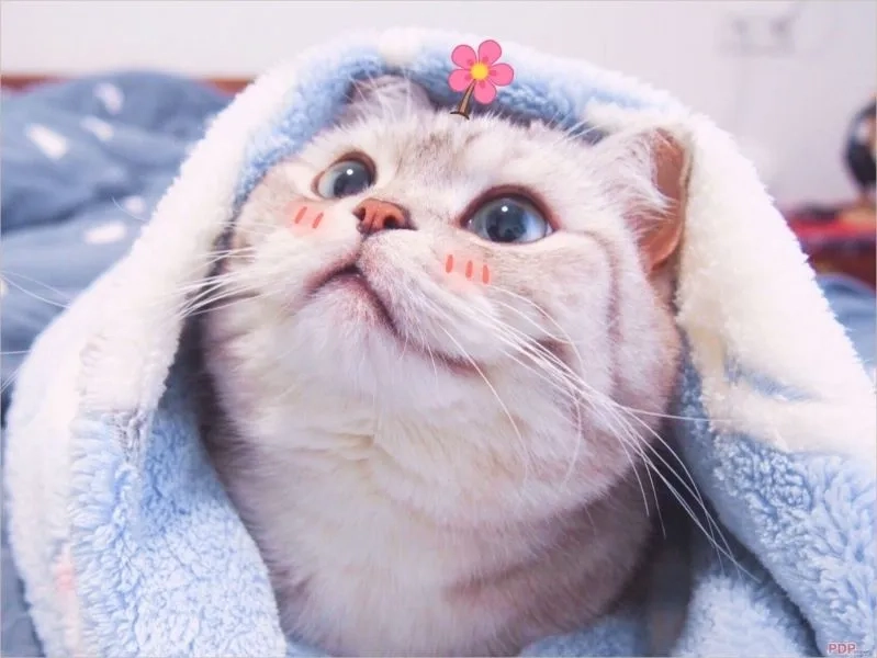 Avatar con mèo đôi thể hiện tình cảm ngọt ngào qua hình ảnh của hai con mèo.