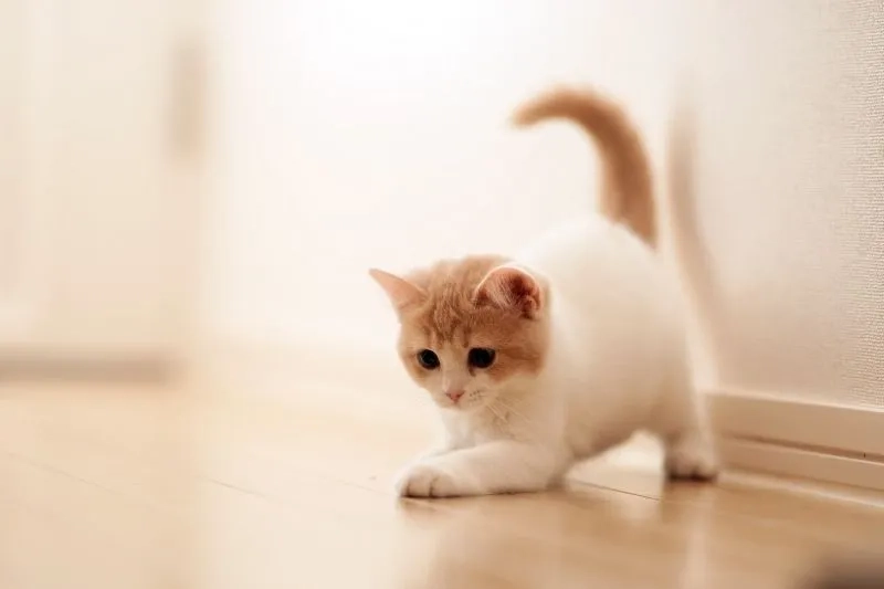 Avt cute mèo thể hiện phong cách dễ thương qua hình ảnh chú mèo đáng yêu.