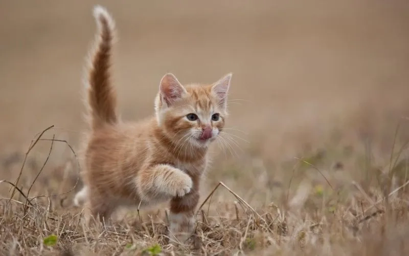 Avatar cute mèo mang lại sự dễ thương và ngọt ngào của chú mèo.