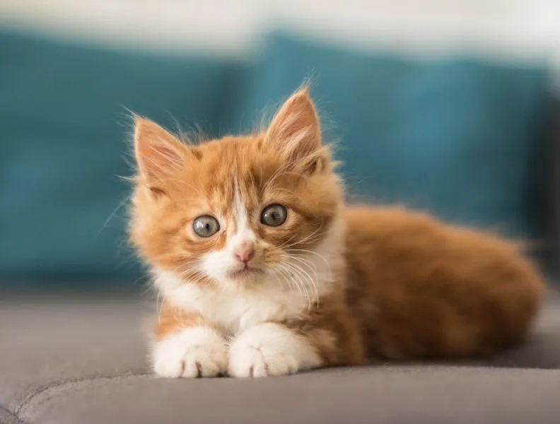 Avatar ngộ nghĩnh ảnh mèo cute tạo điểm nhấn dễ thương với hình ảnh mèo ngộ nghĩnh.