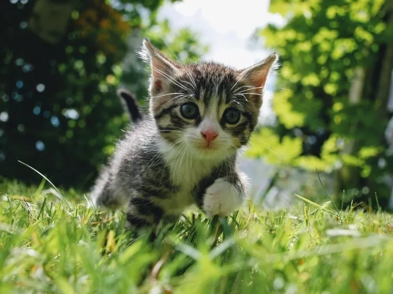Avatar ảnh mèo cute giúp bạn thể hiện sự đáng yêu qua hình ảnh mèo dễ thương.
