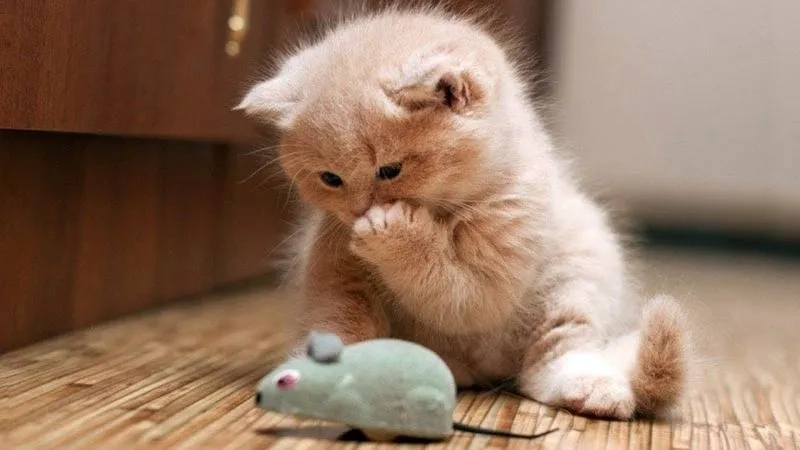 Dễ thương avatar cute mèo là lựa chọn hoàn hảo để thể hiện phong cách dễ thương qua hình ảnh mèo.
