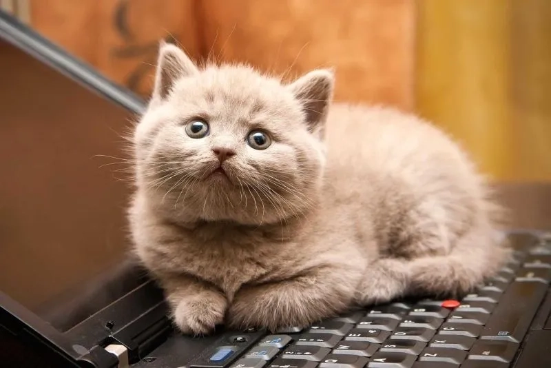 Ava mèo cute giúp bạn tạo ấn tượng với hình ảnh dễ thương của mèo.