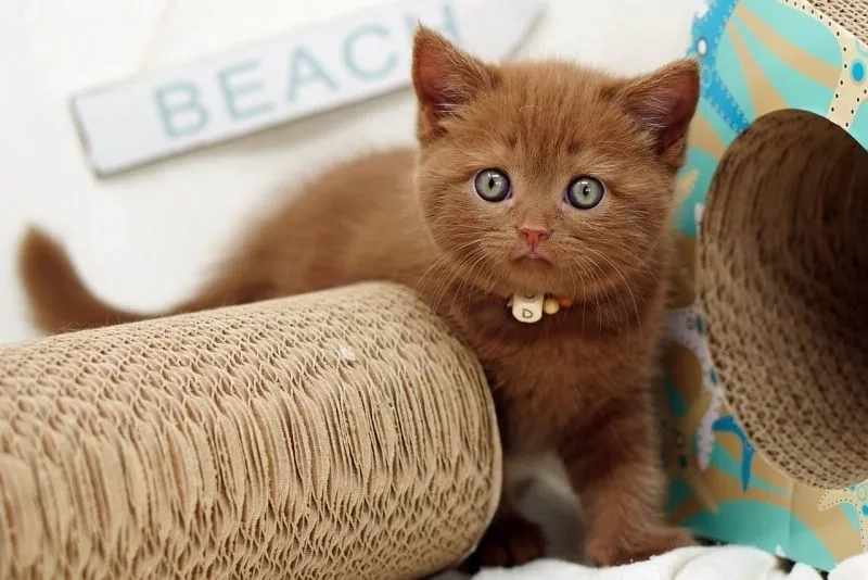 Avatar con mèo cute mang đến vẻ đẹp ngọt ngào của mèo qua hình ảnh dễ thương.