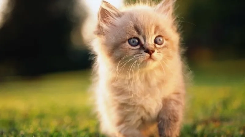 Hình avatar cute mèo mang lại sự dễ thương của mèo qua ảnh đại diện sinh động.