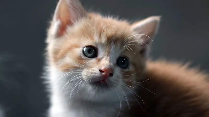Hình avatar mèo cute thể hiện vẻ dễ thương và đáng yêu qua hình ảnh mèo.