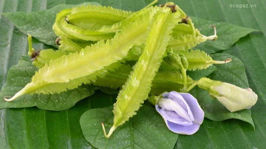 Đảm bảo khu vực trồng đậu rồng có đủ ánh sáng mặt trời