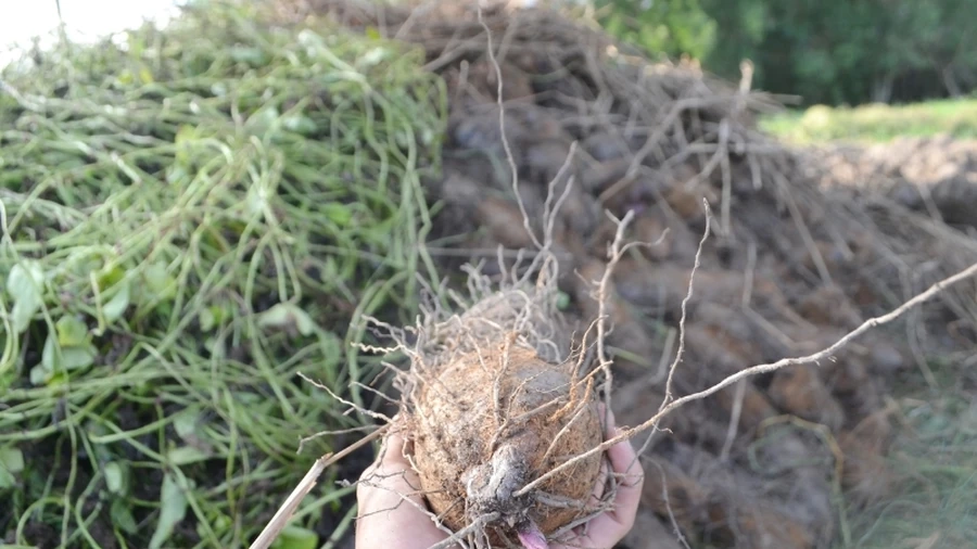 Khoai mỡ giàu dinh dưỡng, dễ trồng, phù hợp mọi vùng đất