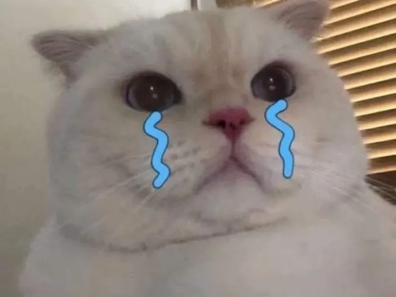 Meme crying cat khiến bạn không thể không cảm thấy xót xa cho chú mèo này.