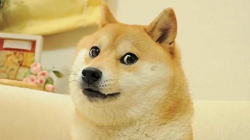 Smile dog meme dễ thương và vui vẻ, làm tan chảy mọi trái tim yêu động vật.