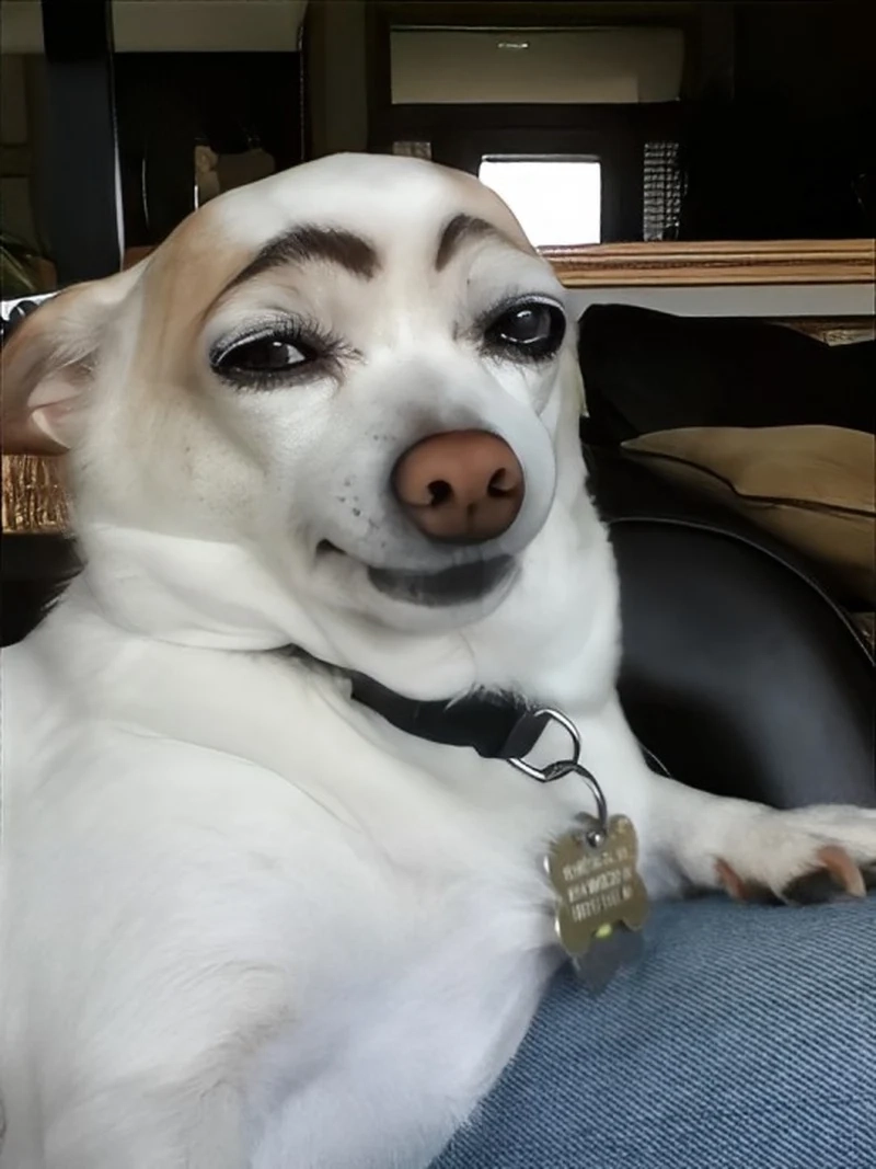 Ảnh meme dog hài hước, ngộ nghĩnh, làm tăng tương tác trên mạng xã hội.