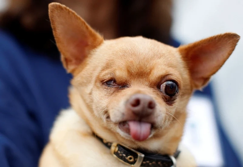 Doge meme chết khiến người xem bật cười với nội dung sáng tạo không giới hạn.