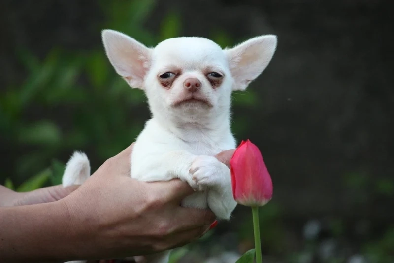 Meme doge cheems kết hợp hoàn hảo giữa biểu cảm hài hước của cả hai nhân vật.