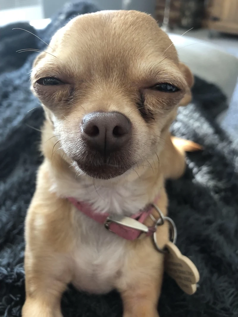 Sad dog meme đầy biểu cảm, khơi gợi cảm xúc và tiếng cười từ người xem.
