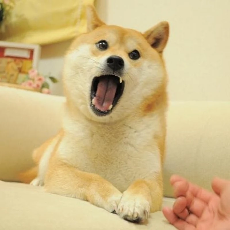 Dog laugh meme mang lại tiếng cười sảng khoái qua biểu cảm độc đáo.