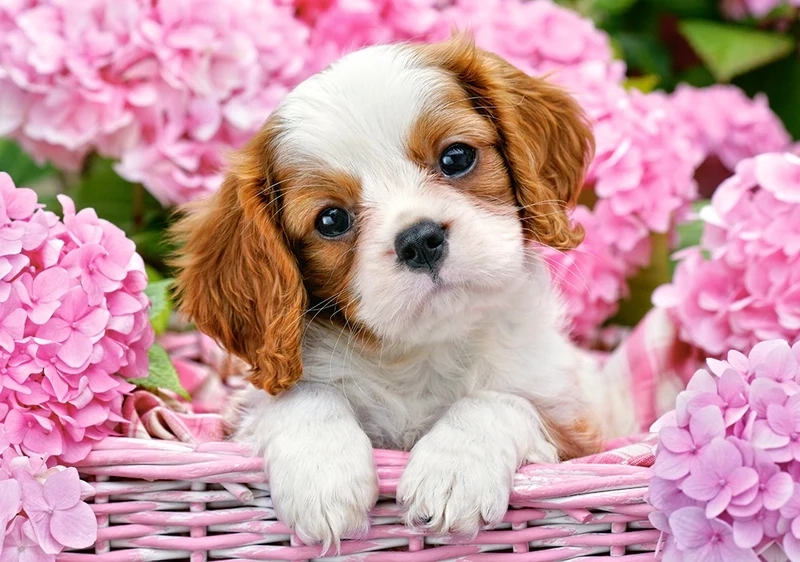 Dog meme cute là biểu tượng cho sự đáng yêu và vui nhộn của các chú chó.