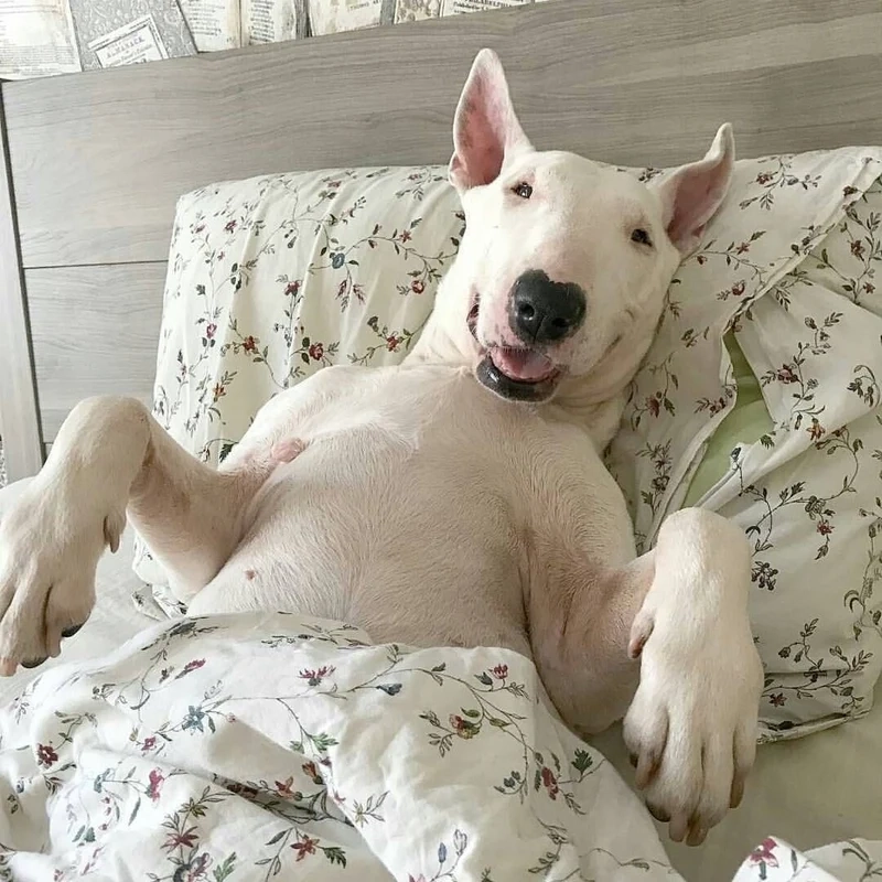 Dog bite meme sáng tạo và hài hước, khiến người xem bật cười.