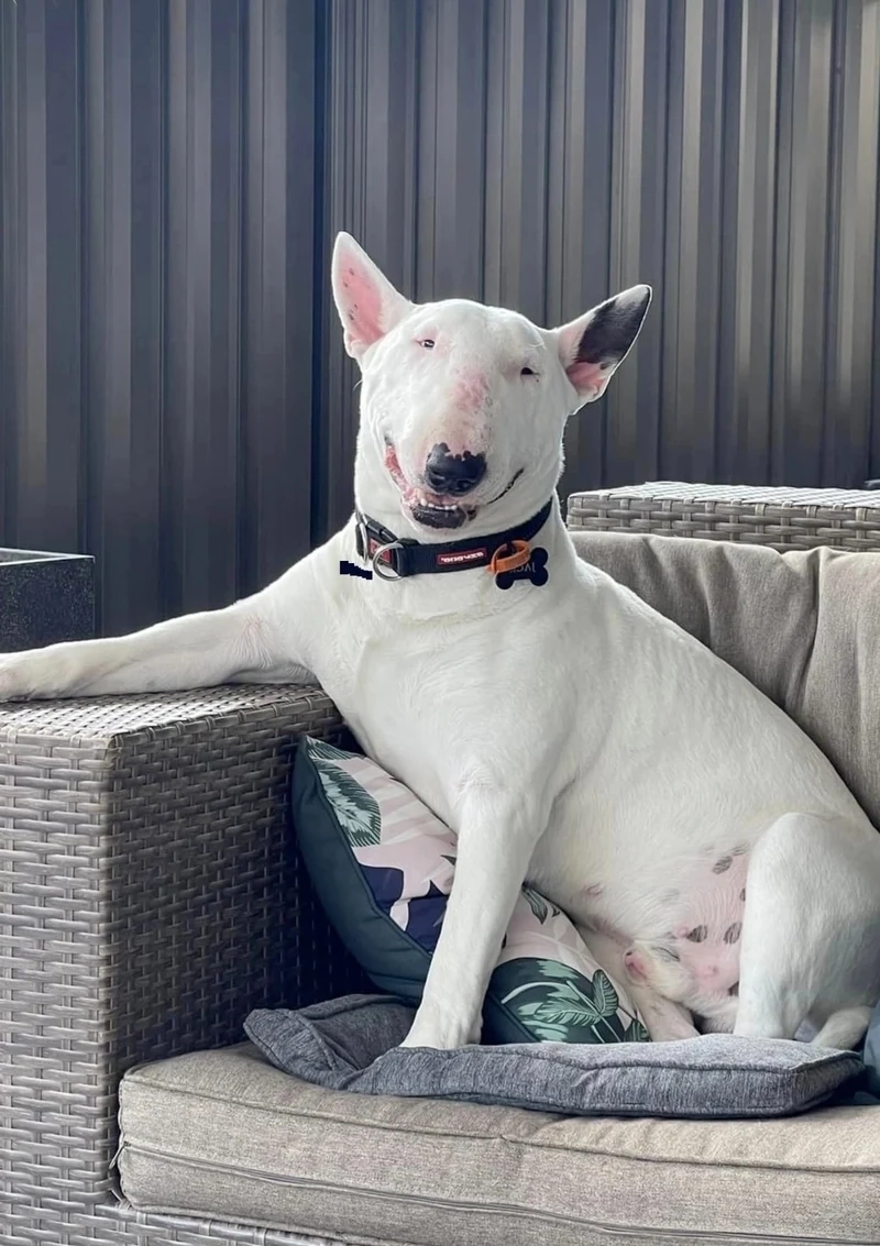 Loading dog meme ngộ nghĩnh, thể hiện sự kiên nhẫn và hài hước.