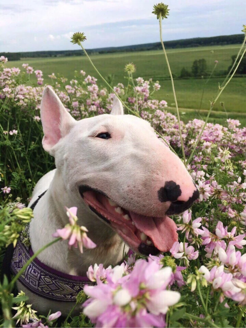 Dog smiling meme đáng yêu và hài hước, mang lại niềm vui cho ngày mới.