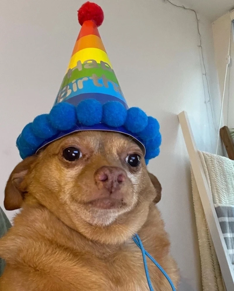 This is fine dog meme là biểu tượng hài hước về những tình huống 