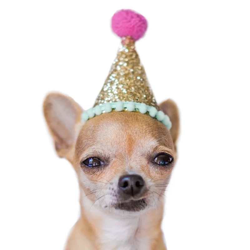 Meme sea dog power độc đáo và sáng tạo, làm nổi bật nét hài hước.