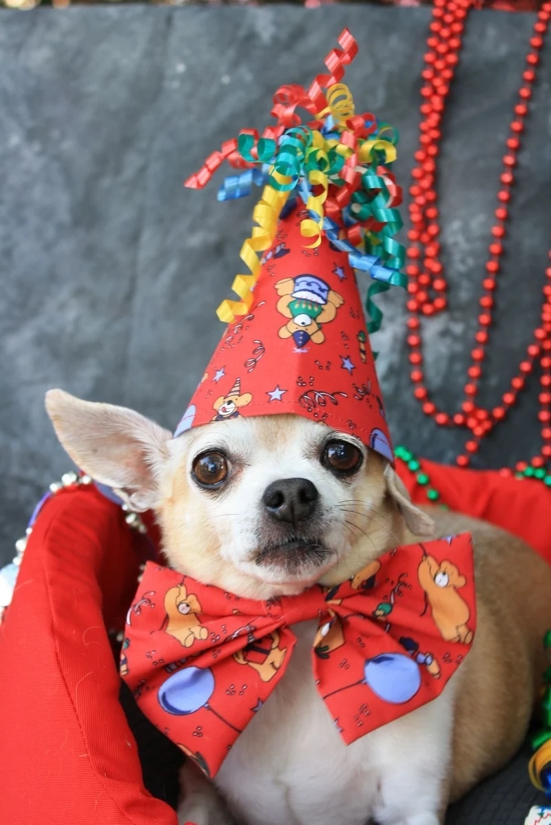 Meme dog cheems thú vị và đáng yêu, kết hợp hoàn hảo giữa Cheems và Doge.