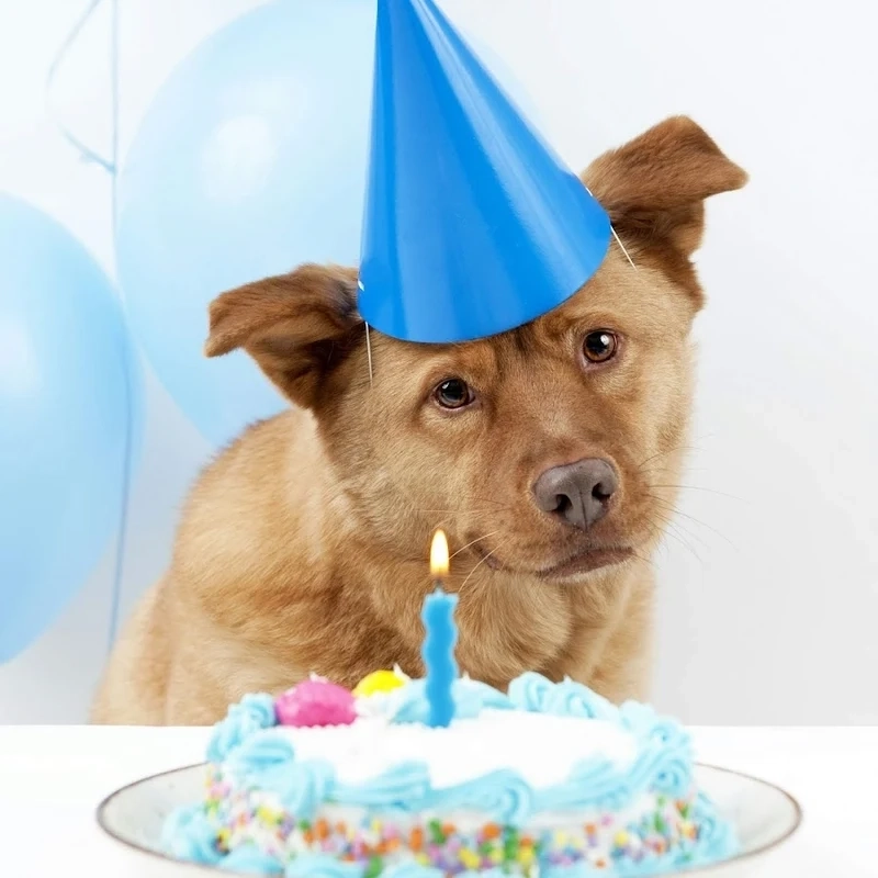 Avatar dog meme sáng tạo và hài hước, hoàn hảo cho ảnh đại diện độc đáo.