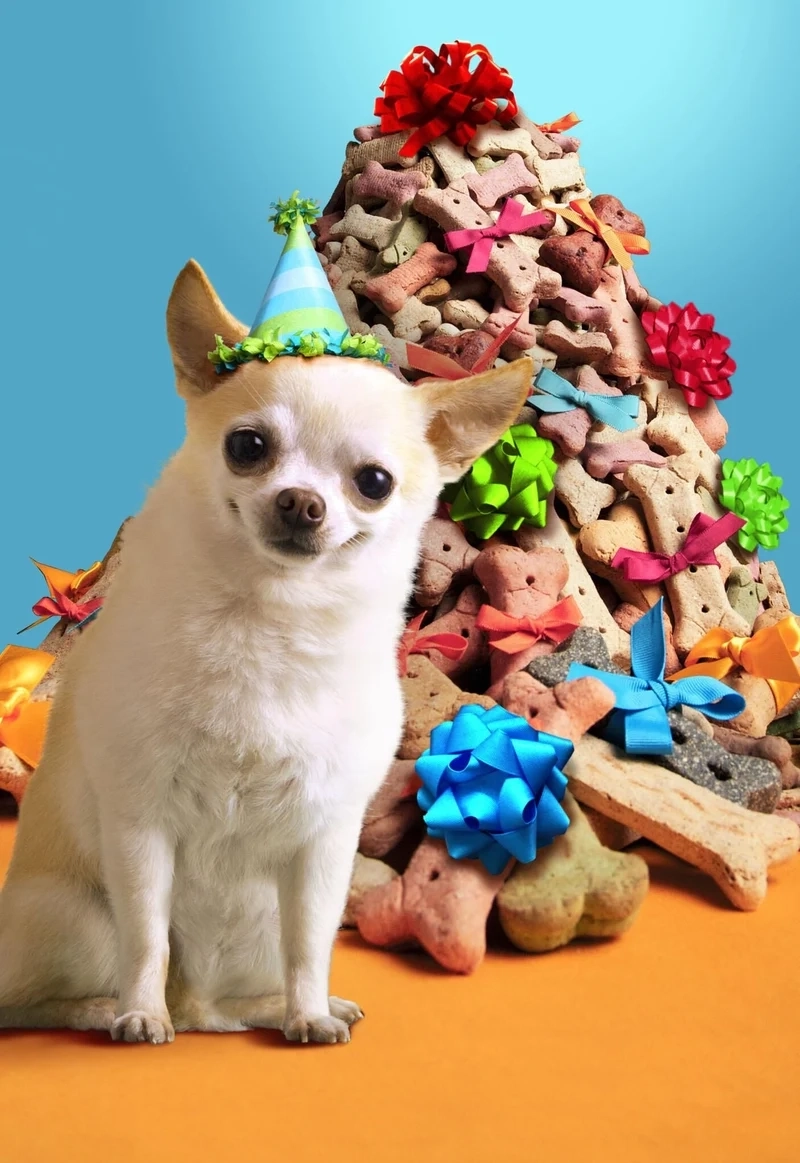 Dog meme funny là nguồn cảm hứng cho những tiếng cười bất tận.