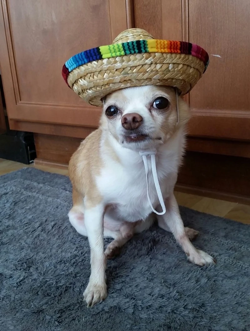 Meme doge cầm súng độc đáo và sáng tạo, mang lại sự thú vị bất ngờ.