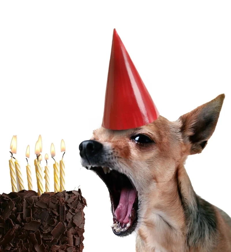 Dogecoin meme lan tỏa hài hước từ biểu tượng tiền số nổi tiếng.