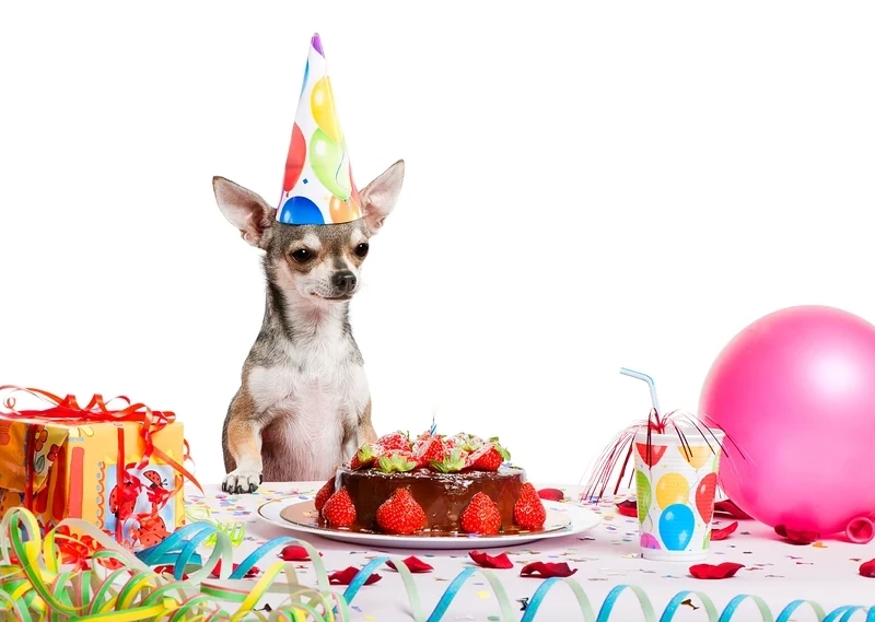 Meme doge việt nam đầy sáng tạo, kết hợp hài hước với bản sắc Việt.