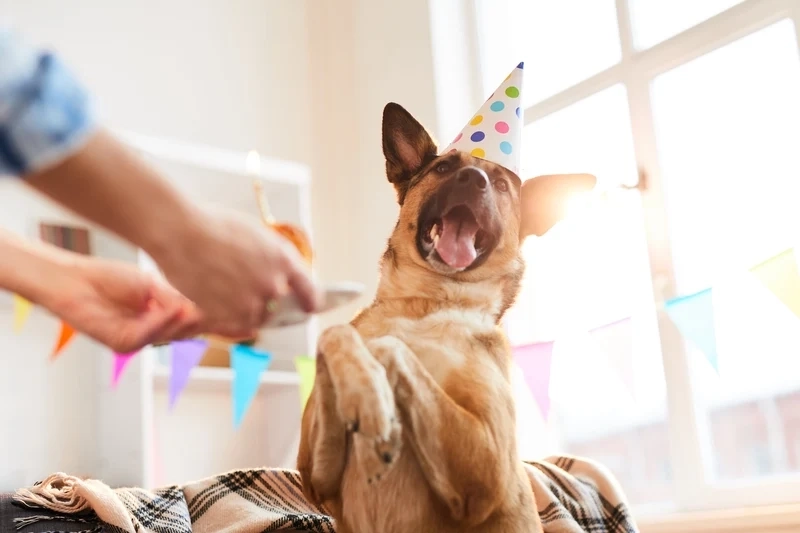 Doge shiba inu dog meme dễ thương và hài hước, mang lại niềm vui thư giãn.