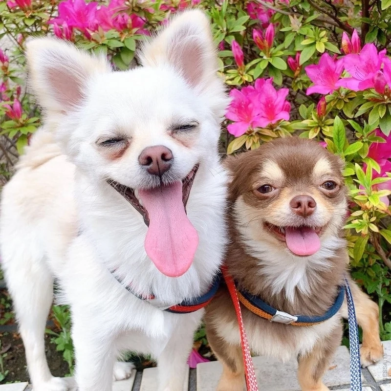 Doge coin meme gợi nhắc cơn sốt tiền số với hình ảnh thú vị.